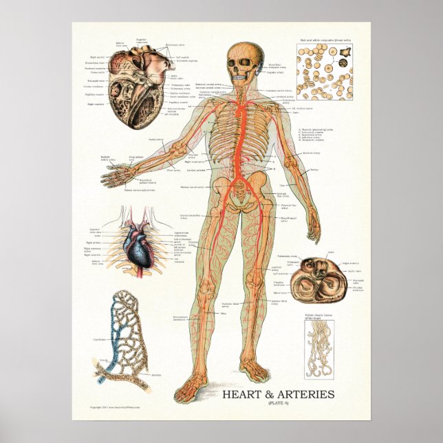 Póster Corazón y arterias Poster de Anatomía Humana 18 X  (Frente)