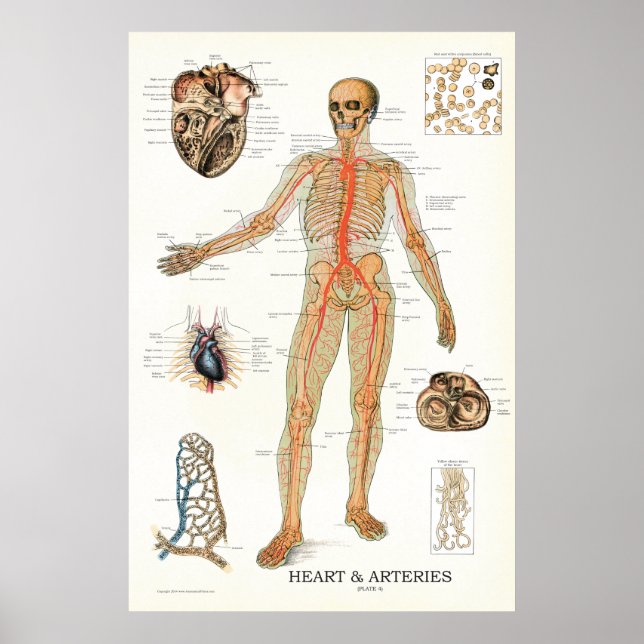 Póster Corazón y arterias Poster de Anatomía Humana 24 X  (Frente)