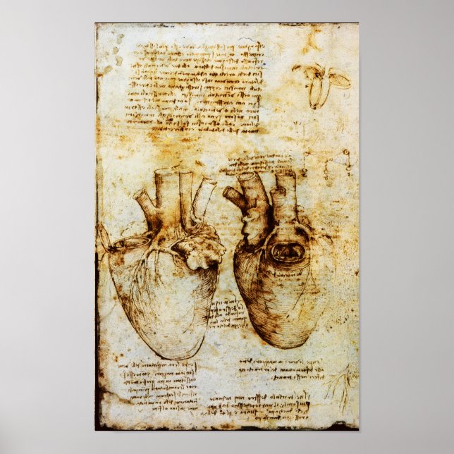 Póster Corazón Y Sus Vasos De Sangre (Frente)