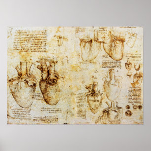 Póster Corazón Y Sus Vasos De Sangre