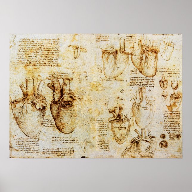Póster Corazón Y Sus Vasos De Sangre (Frente)