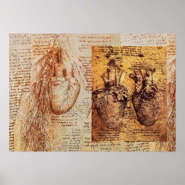 Póster Corazón Y Sus Vasos Sanguíneos / Arterias Bronquia (Frente)