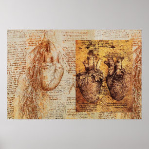 Póster Corazón y sus vasos sanguíneos / Arterias bronquia