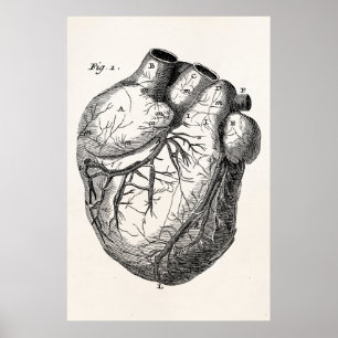 Póster Corazones cardiacos retros de la anatomía del