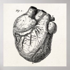 Póster Corazones de anatomía cardiaca retro vintage del s