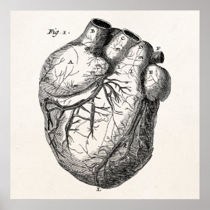 Póster Corazones de anatomía cardiaca retro vintage del s