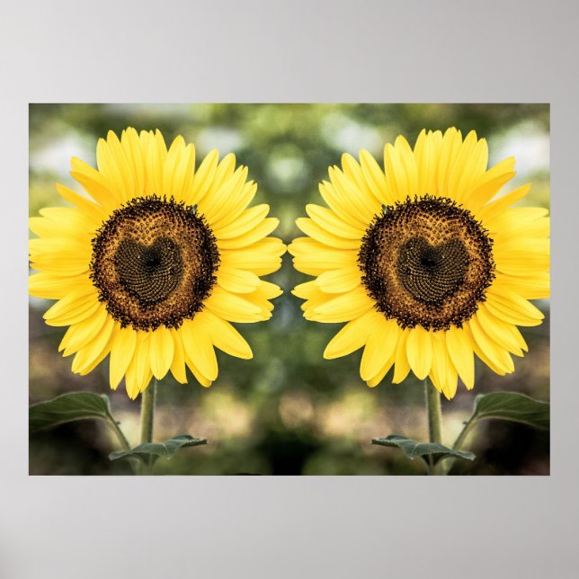 Póster Corazones de girasol enamorados (Frente)