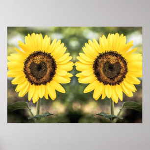 Póster Corazones del girasol en amor