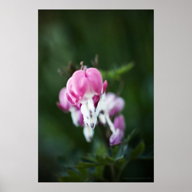 Póster Corazones rotos alinear arriba Imprimir (Frente)