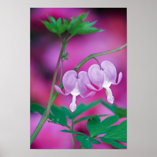 Póster Corazones Sangrantes Conectando En Jardín. Crédito (Frente)