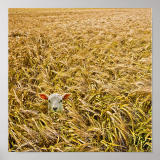 Póster cordero perdido