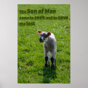 Póster Cordero perdido