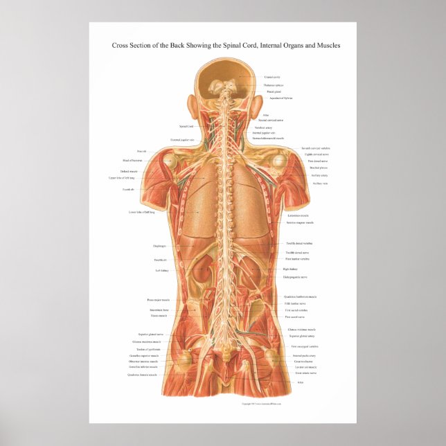 Póster Cordón espinal, órganos internos y anatomía muscul (Frente)