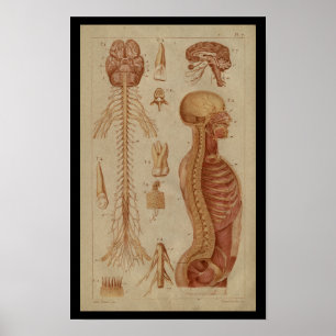 Póster Cordones espinales del cerebro Nervios Anatomía vi