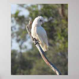 Póster Corella Bird