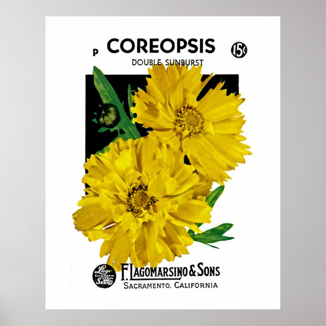 Póster Coreopsis (Frente)