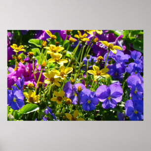 Póster Coreopsis amarilla y violeta púrpura floral colori