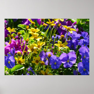 Póster Coreopsis amarilla y violeta púrpura floral colori