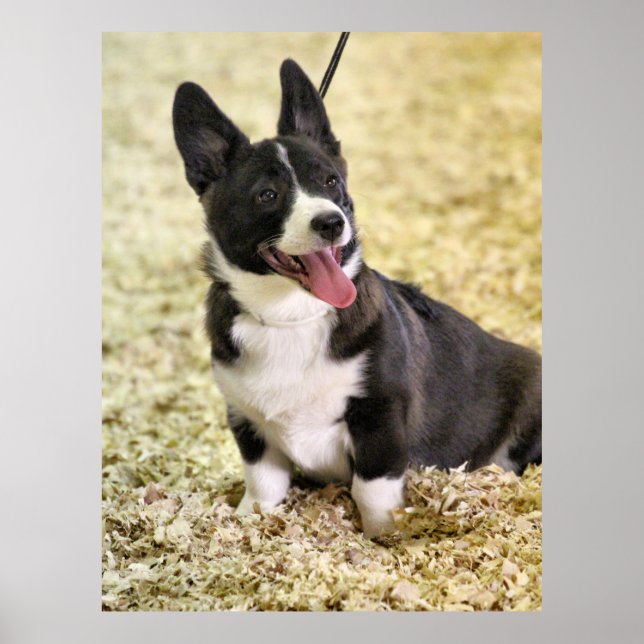 Póster Corgi (Frente)