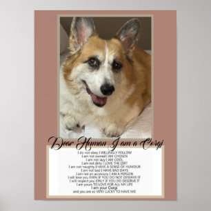 Póster Corgi Habla