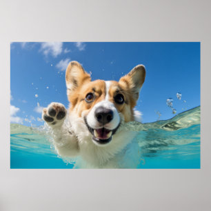 Póster Corgi Mascota Dog Animal Diversión Jugando Agua