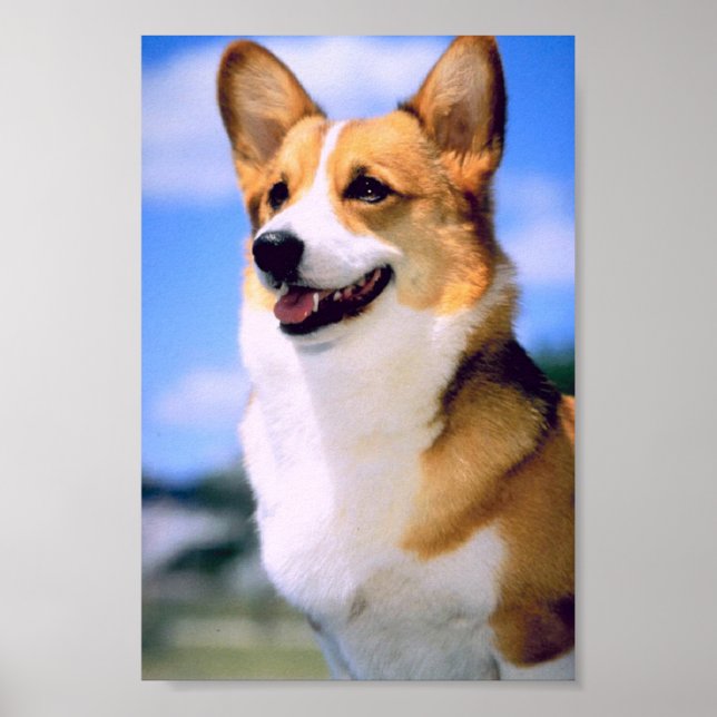 Póster Corgi Poster (Frente)