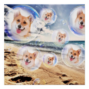 Póster Corgis de la playa