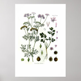 Póster Coriandrum sativum