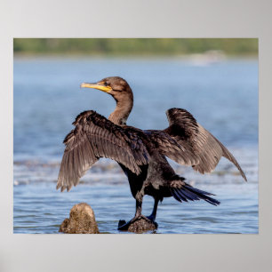 Póster Cormorant de doble cresta en el lago Champlain