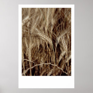 Póster Corn