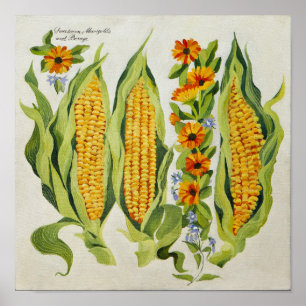 Póster Corn and marrow flowers 2014