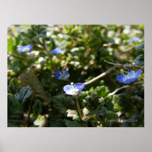 Póster Corn Speedwell 1