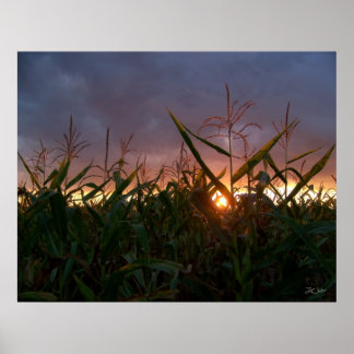 Póster Corn Sunset - Imprimir