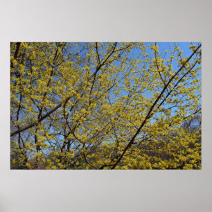 Póster Cornejo Cerezo Floral y Cielo Azul