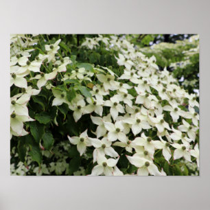 Póster Cornejos de primavera en Marshall en flor