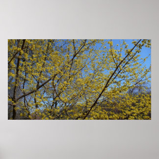Póster Cornelian Cherry Dogwood y Blue Sky Floral