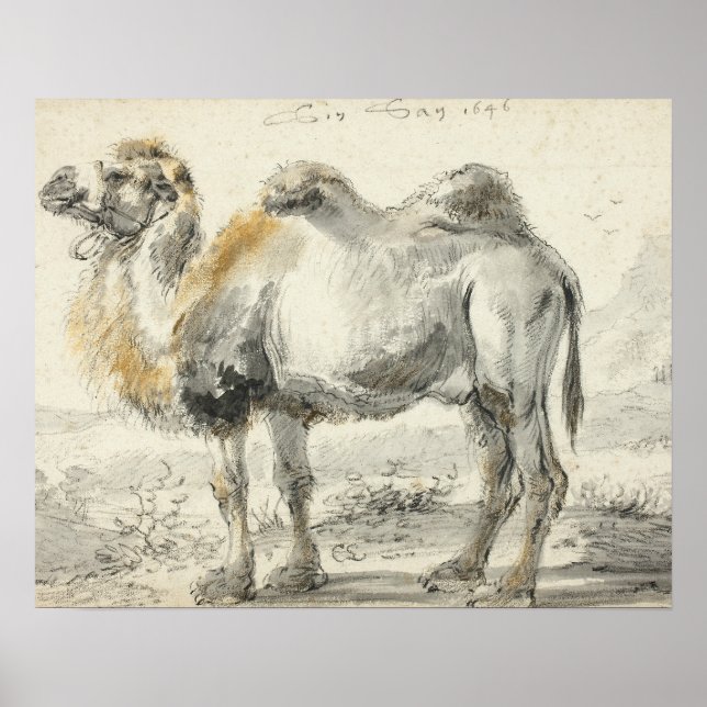 Póster Cornelis Saftleven - Un camello (Frente)