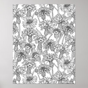 Póster Cornflores, flores silvestres en blanco y negro