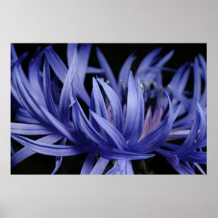 Póster Cornflower