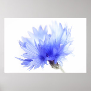 Póster Cornflower cerrar