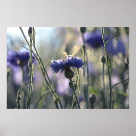 Póster Cornflowers Summer Evening Meadow