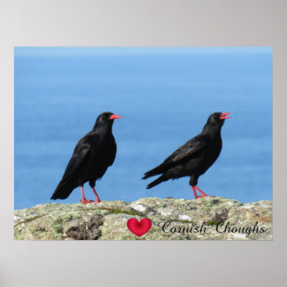 Póster Cornish Choughs (Palores) Pyrrhocorax pyrrhocorax