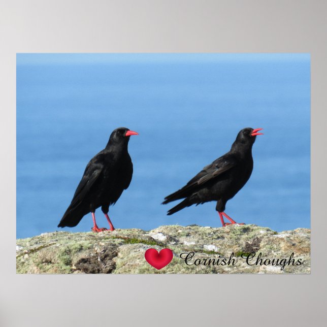 Póster Cornish Choughs (Palores) Pyrrhocorax pyrrhocorax (Frente)