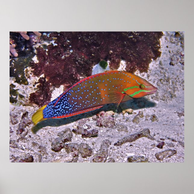 Póster Coro Rojo (Frente)