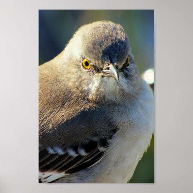 Póster Corona de Mockingbird (Frente)