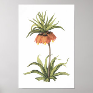 Póster corona imperial (Fritillaria imperialis) de Redout