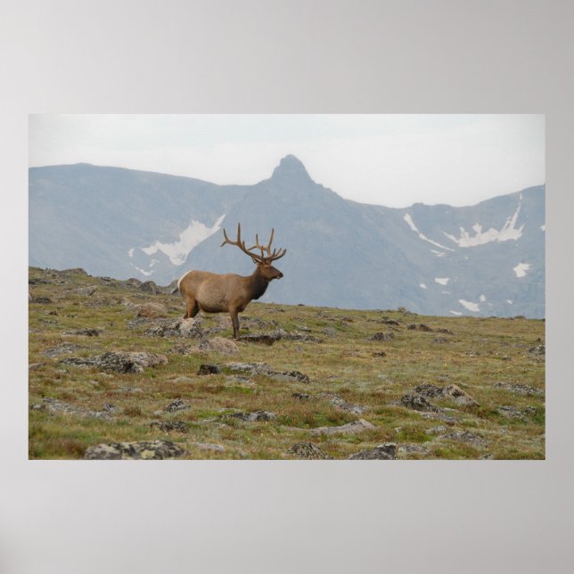 Póster Coronado en Majestad (Frente)