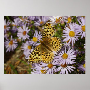 Póster Coronis Fritillary sobre flores de aster en Grand