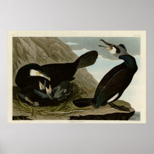 Póster Cororante común - de los pájaros de Estados Unidos