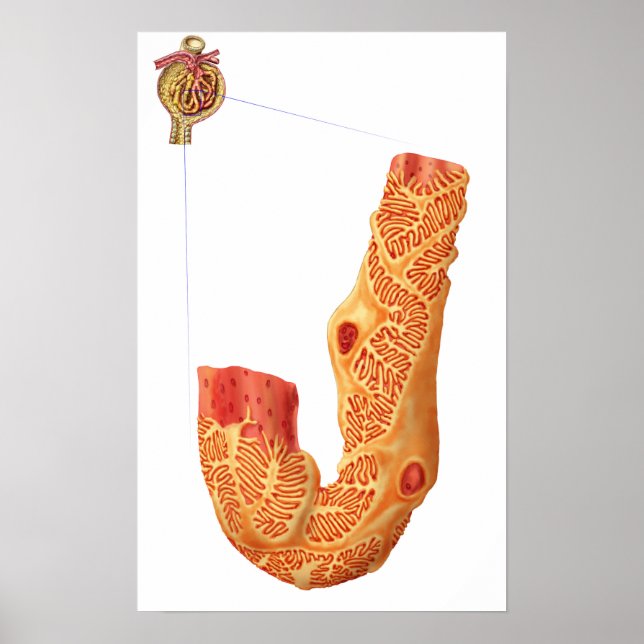 Póster Corpúsculo Renal Y Membrana De Filtración (Frente)